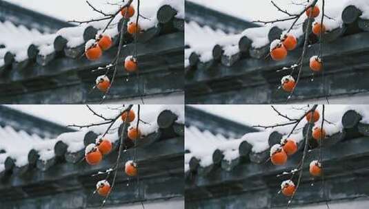 冬至时节雪后柿子挂枝头意境视频高清在线视频素材下载