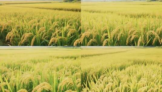 金黄稻田田园风光素材高清在线视频素材下载