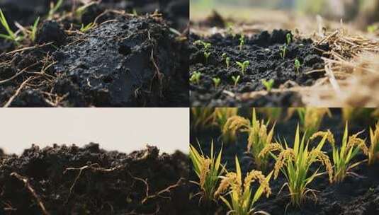 黑土地中生长的希望高清在线视频素材下载