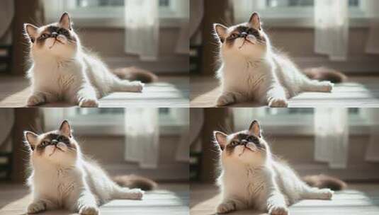 阳光下慵懒的布偶猫享受惬意生活高清在线视频素材下载
