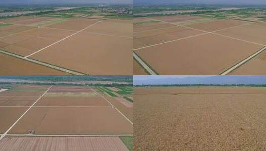 成熟的麦田小麦成熟航拍高清在线视频素材下载