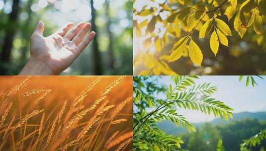 清晨自然唯美深林触摸阳光下的秋叶与少女高清在线视频素材下载