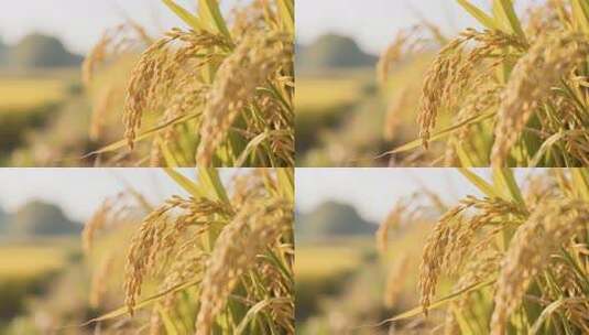 秋分金色稻田丰收农业自然风光视频高清在线视频素材下载