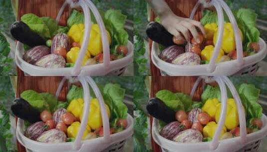 游客在蔬菜大棚采摘各种蔬菜高清在线视频素材下载