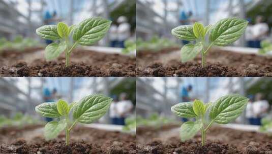 温室环境下幼苗茁壮成长预示农业科技新发展高清在线视频素材下载