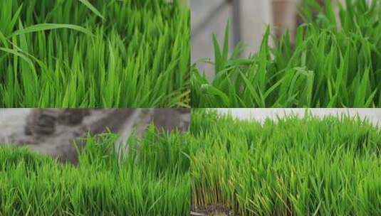 水稻育苗 水稻大棚育苗007高清在线视频素材下载