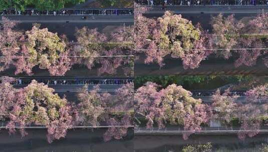 中国广东省广州市荔湾区坦尾美丽异木棉高清在线视频素材下载