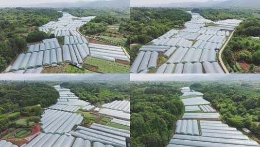 成都天府新区东山大道合江街道农业大棚航拍高清在线视频素材下载