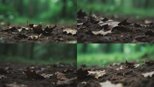 地面枯叶与模糊绿植背景高清在线视频素材下载