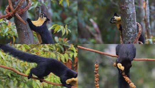 树枝上的巨松鼠、黑黄松鼠枝头活动高清在线视频素材下载