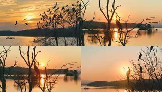 候鸟 飞鸟 鸬鹚高清在线视频素材下载