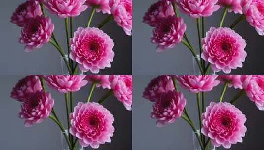 粉色花朵微距特写高清在线视频素材下载