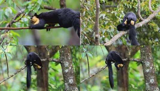 树枝上的巨松鼠、黑黄松鼠枝头活动高清在线视频素材下载