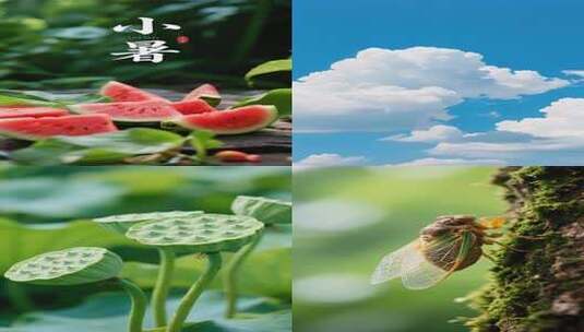 小暑时节夏季自然美景 竖屏高清在线视频素材下载
