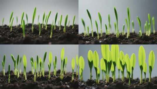 土壤中幼苗生长特写高清在线视频素材下载