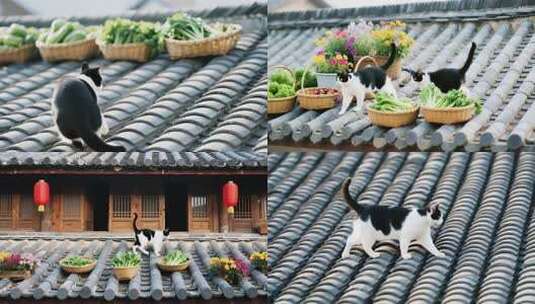 黑猫悠闲漫步在古色瓦屋顶高清在线视频素材下载