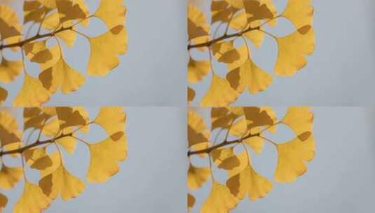 金黄银杏叶特写高清在线视频素材下载