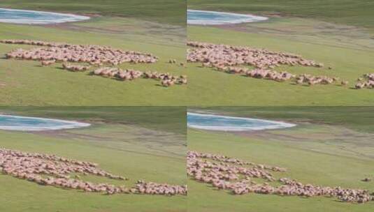 绵羊群在草原上吃草高清在线视频素材下载
