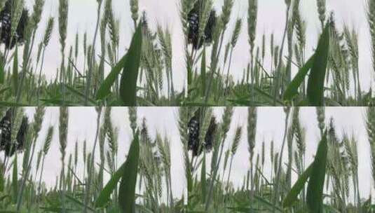 春天小麦、青麦实拍4K高清视频素材高清在线视频素材下载