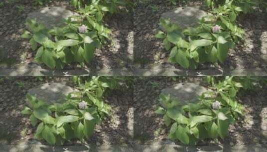 【4K】植物花草空镜阳光高清在线视频素材下载