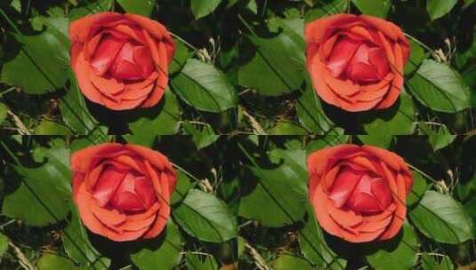 绽放的红色玫瑰花特写镜头高清在线视频素材下载