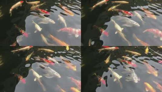 水里的锦鲤鱼高清在线视频素材下载