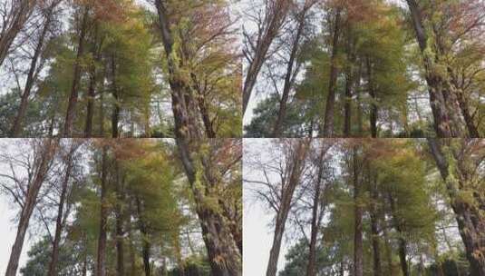 茂盛的落羽杉树高清在线视频素材下载