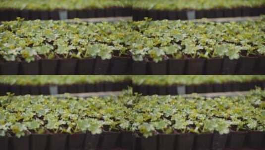 温室里的天竺葵幼苗高清在线视频素材下载