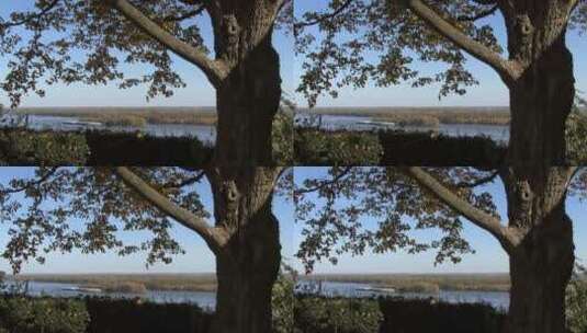 池塘边的大树高清在线视频素材下载