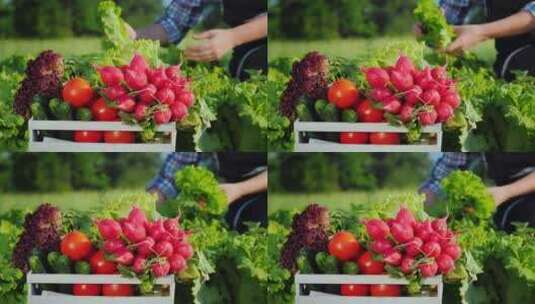 农民在采摘新鲜蔬菜高清在线视频素材下载