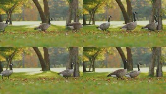 一群鹅走在绿色的草地上高清在线视频素材下载
