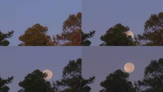 满月从树梢升起，映衬着紫色的天空高清在线视频素材下载