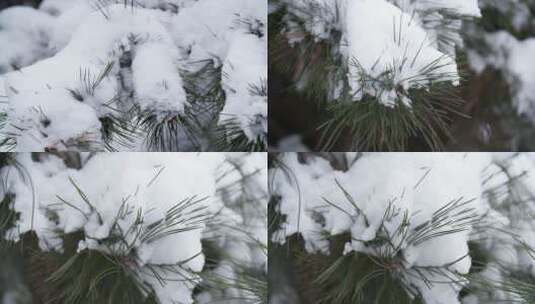 大雪覆盖的松树高清在线视频素材下载