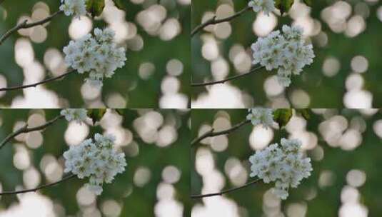 樱桃树开花白色樱花高清在线视频素材下载