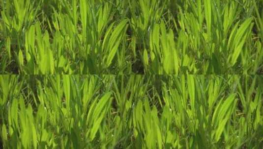 春天长出的嫩绿小草高清在线视频素材下载