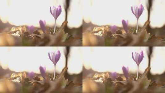 大地上的紫花高清在线视频素材下载
