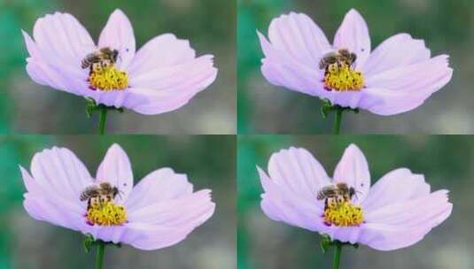 一只蜜蜂在一朵紫花上的特写高清在线视频素材下载