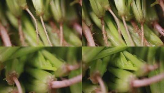 【镜头合集】微距菠菜香菜菜根根茎高清在线视频素材下载