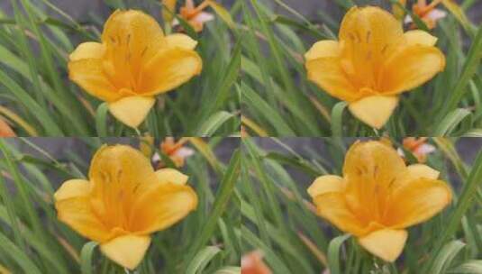 黄色水仙花特写镜头高清在线视频素材下载