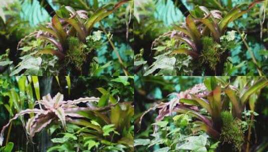 【镜头合集】雨林缸造景热带植物观赏高清在线视频素材下载