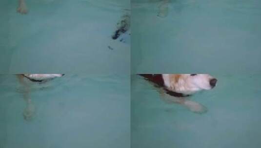 一只在游泳池里游泳的小狗高清在线视频素材下载