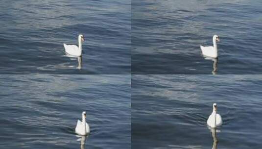 在湖里游泳的一家天鹅高清在线视频素材下载