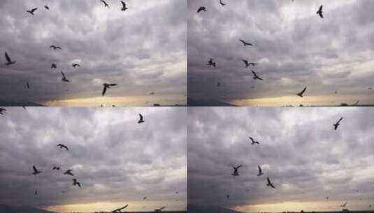 风暴前低空飞掠的海鸥高清在线视频素材下载