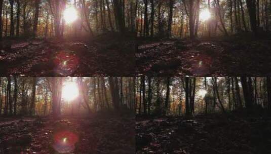 相机在秋林中移动高清在线视频素材下载