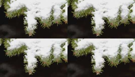 松树树枝上融化的积雪高清在线视频素材下载