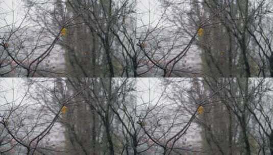 秋天的雪落在树枝间高清在线视频素材下载