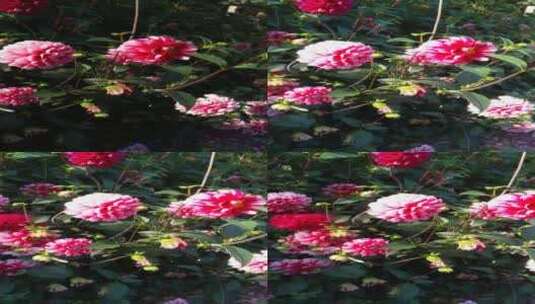 开放的大理花花朵4K实拍视频  (70)高清在线视频素材下载