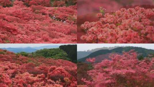 漫山的红色花朵春天唯美浪漫开花高清在线视频素材下载