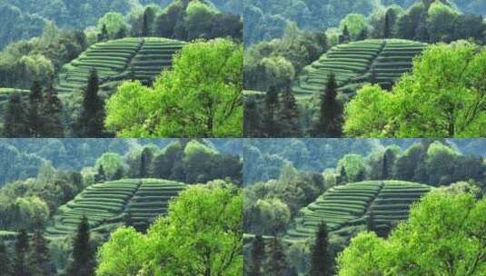 四川雅安大地指纹茶山航拍春天茶山风景高清在线视频素材下载