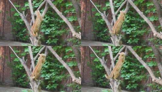 猫在树干上磨爪子高清在线视频素材下载